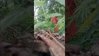 អកុសលធម៌ គឺជាធម៌ដែលជាអកុសល(អាក្រក់) ដែលព្រះអរិយបុគ្គលគប្បីលះ(ប្រហារ)ដោយកំចាត់ផ្ដាច់ឫសអោយអស់។