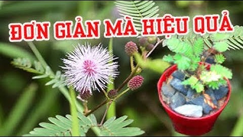 CÁCH TRỒNG HOA TRINH NỮ ĐÀO TỪ TỰ NHIÊN TỶ LỆ SỐNG CAO