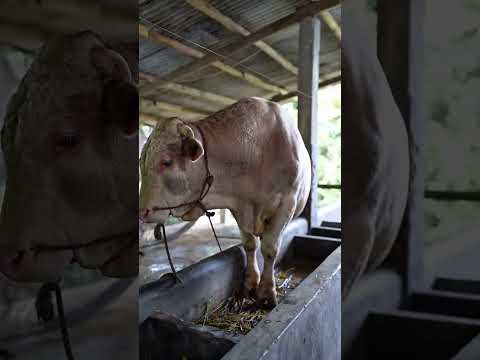 EMAK GILA TUKER MOTOR DENGAN SAPI🚀 #emakgila #barudakemak