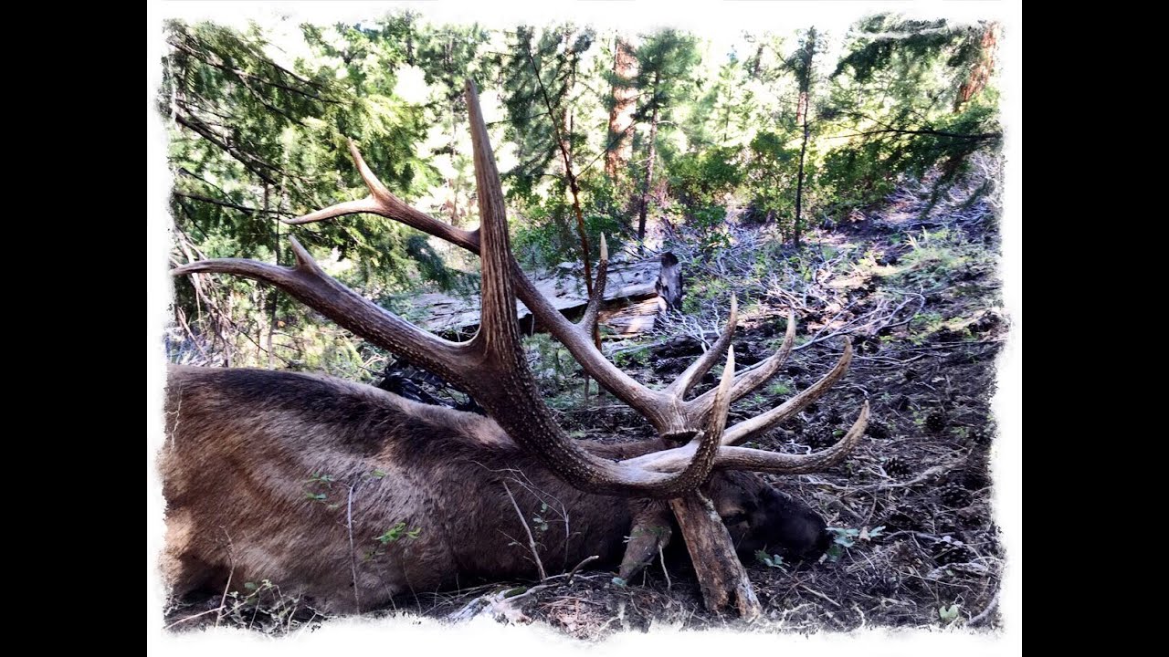 San Juan Limited Archery Elk Hunt 2015 YouTube