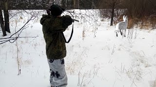 ЭТО ПОХОЖЕ РЕКОРД! Три зайца с одного болотца. Охота на зайца беляка