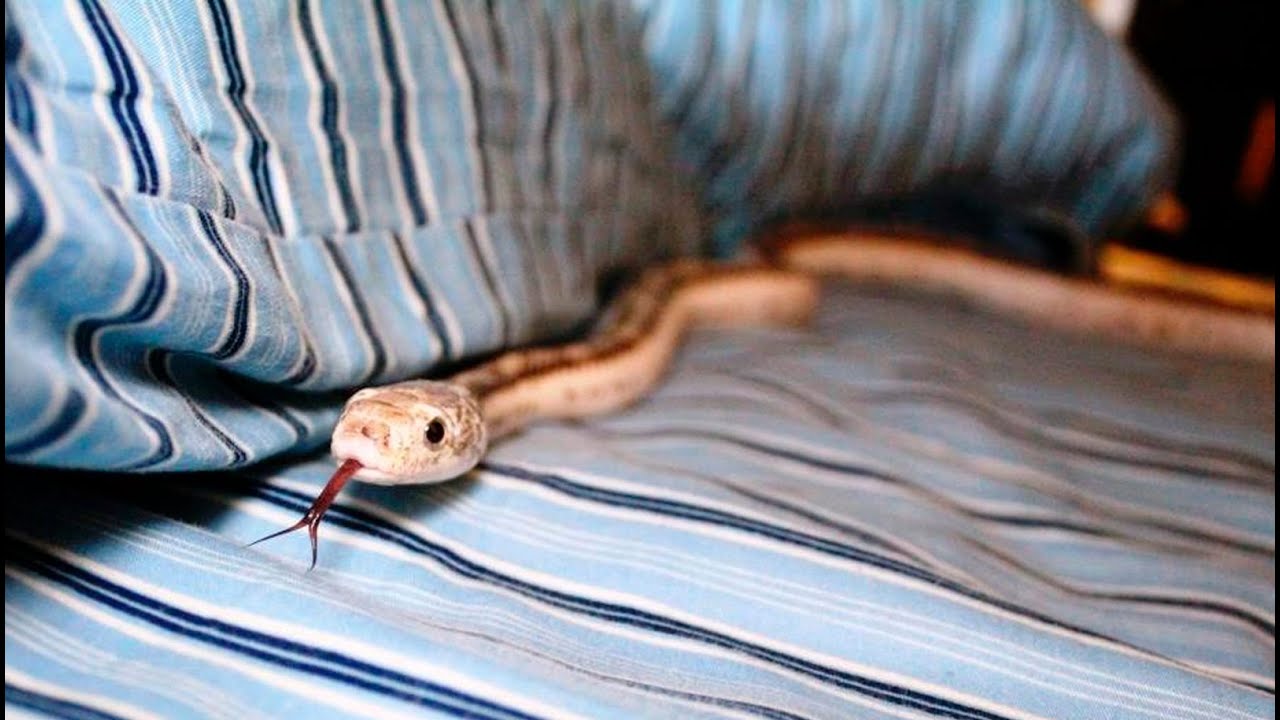 Что змея ночью обнаружит на более удаленном. Змея заползла в кровать.