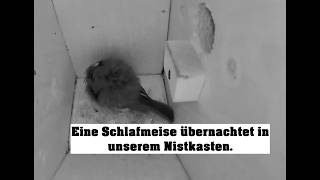 Livecam Nistkasten 1 Schlafmeise Heide DE | Birdbox 2 Sleeping great tit Germany | Night 27.07.2026