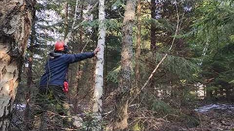 How to safely get down hung up tree- fast, no talking!