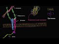 Внеклеточный матрикс (видео 9) | Строение клетки | Биология