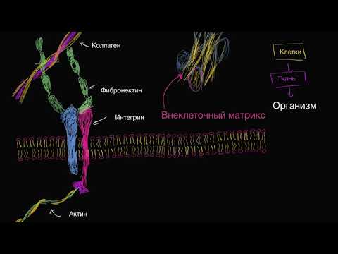 Video: Ce este anatomia Matrix?