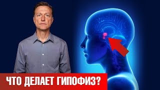 Что такое гипофиз? Важнейшие функции гипофиза в организме🙌