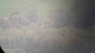 Kittiwake, Carsington Water