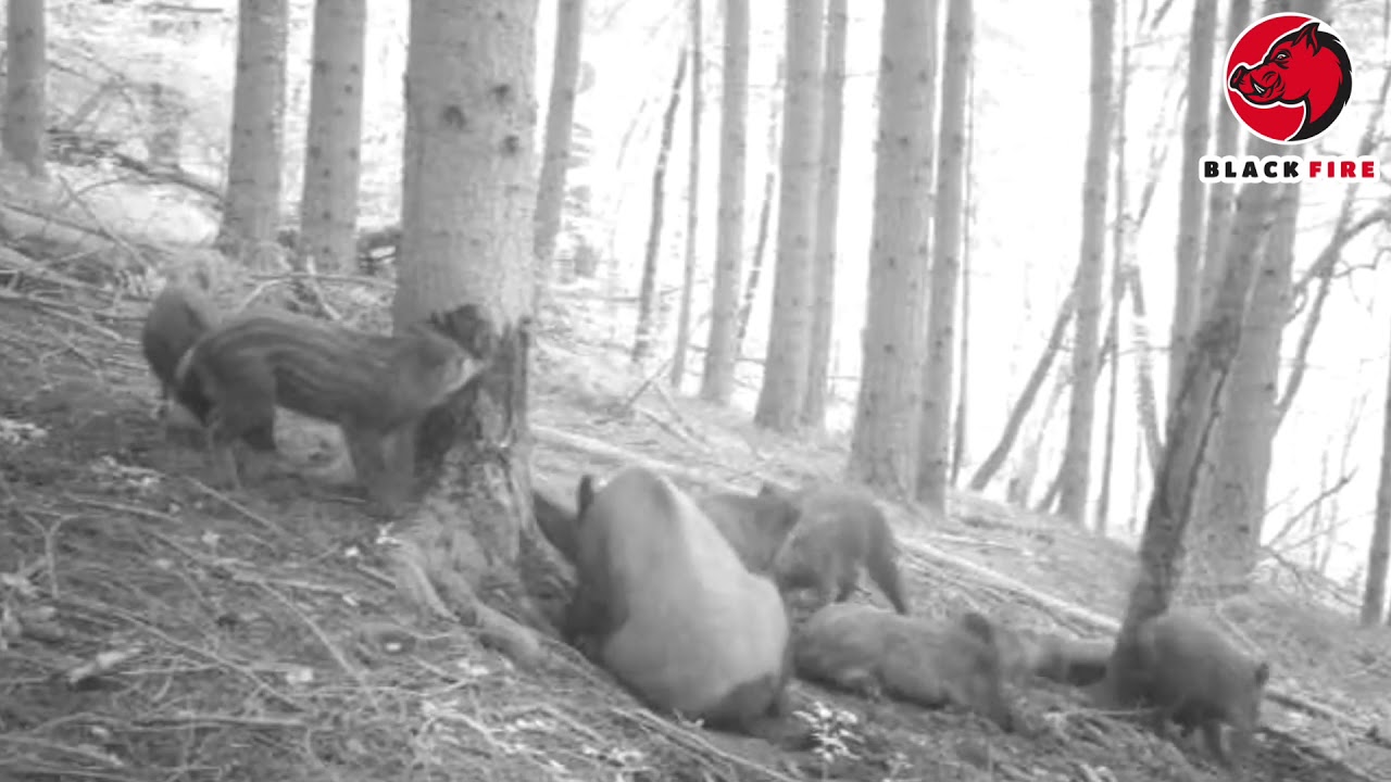 Goudron attractant sanglier Black Fire