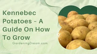 Kennebec Potatoes – A Guide On How To Grow