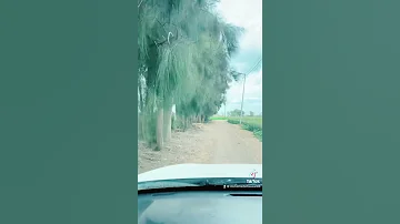 بهنيا الديدامون فاقوس الشرقية 