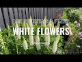 15 white flowering perennials  plants  perennial garden