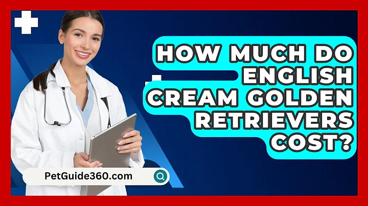 How Much Do English Cream Golden Retrievers Cost? - PetGuide360.com