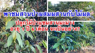 พาชมสวนป่าผสมผสาน ปลูกไม้ป่าแทรกกับไม้ผล อายุ 1 ปี 6 เดือน จะเป็นอย่างไร ไม้ป่าจะโตไหม? #EP1