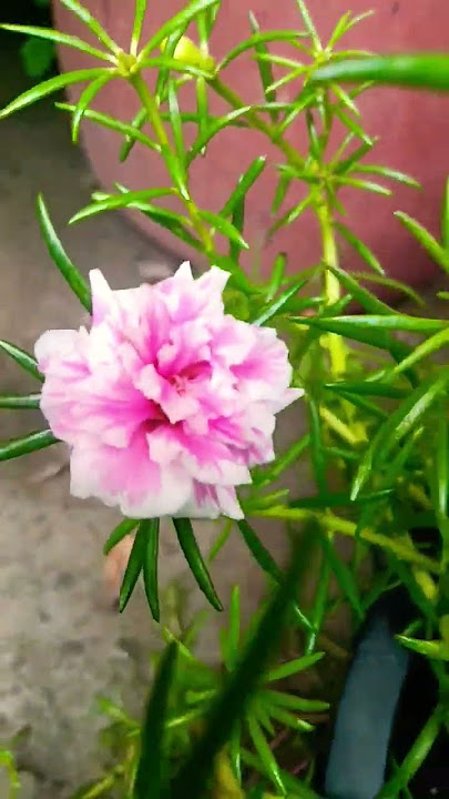 🌱Beautiful 🐸Flowers Blooming🥰|#comedy# #homegarding #ytshotstrending#viral  #homegarding#yt#flowers