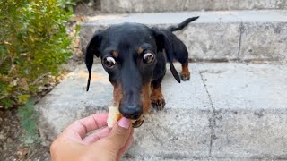 On Holiday with 3 Dachshunds The French market