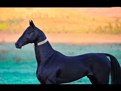 Top 5 The Most Expensive Horses In The World. Rich Horse Racing Champion