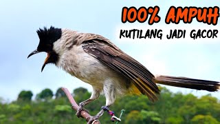 The sound of the Gacor Kutilang Bird for the Best Masteran 2024