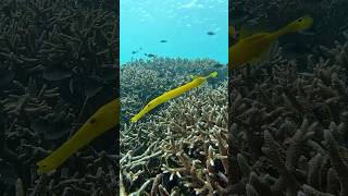 🎺 Trumpet Fish 💛 4k #fish #scubadiving #underwater #shorts #bali