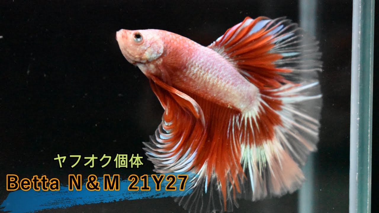 ベタ 21y27 ヤフオク個体 ヤフオク 熱帯魚 熱帯魚ベタ ベタn M アクアリウム Youtube