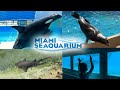 MIAMI SEAQUARIUM 2021