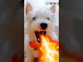 #viralvideos #viral #fypシ #freefire #vira #viralvideo #foryou #funny #fypシ゚viral #videos