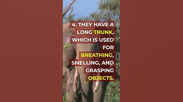 Quick Facts about the African Elephant in 60 seconds (or less) #shorts