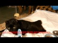 Кот без лап | Нужна ваша помощь | Обморожение конечностей у кота | the animals need your help