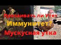 Почему умирают мускусные утята Чем пропаивать мускусных утят тяжелой линии Падеж мускусных утят