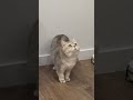Видео №208. Коты и освежитель с валерьянкой. #кот #котики #мд #чсв #рсп #мужскоедвижение #отношения