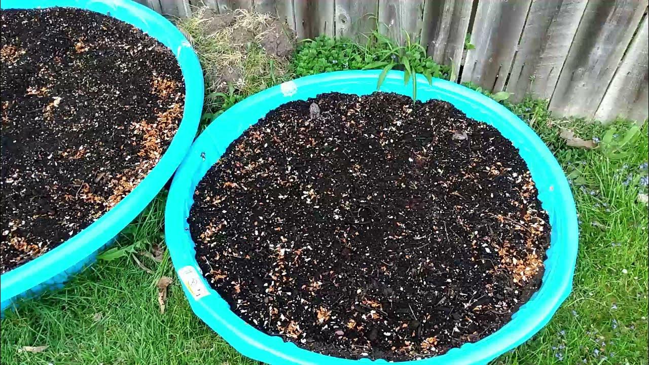 'Dewayne kiddie pool vegetable garden YouTube