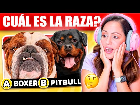 ADIVINA EL PERRO POR LA FOTO! 🤔 CUAL ES LA RAZA? 🐶🦴 Sandra Cires Play hqdefault