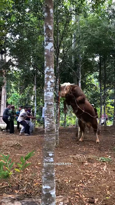 Sapi 1 Ton Ngamuk😨