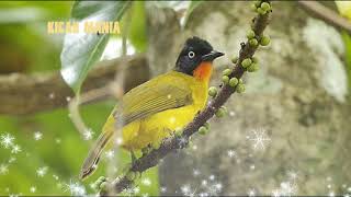 Kutilang Sutra Berisik Ngerol Nembak Suara Alam..!!