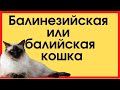 Балинезийская (балинез) или балийская кошка