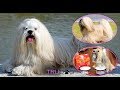 Ultimate Guide To Caring For Lhasa Apso