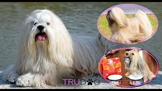Ultimate Guide To Caring For Lhasa Apso