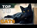 TOP 10 BOMBAY CATS BREEDS の動画、YouTube動画。