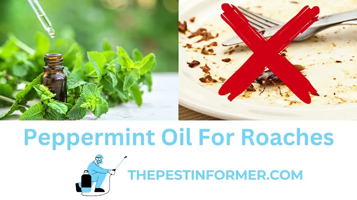 Preventing Cockroaches With Peppermint Oil | Safe and Effective Way To Deter Roaches!
