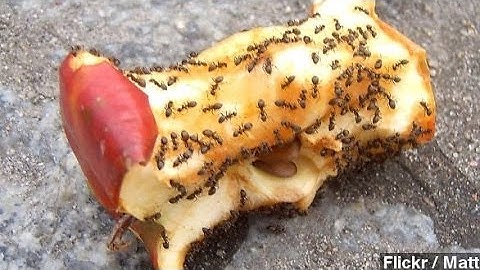 Ant Networks Could Be More Complex Than Google Algorithms