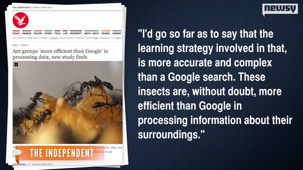 Ant Networks Could Be More Complex Than Google Algorithms - YouTube