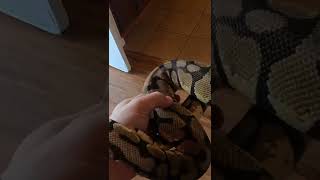 Ball python #new #explore #fyp #reptile #ballpython #subscribe #gopro #parati #giveaway #share #like