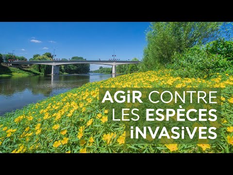 Vidéo: Bases Actuelles Et Orientations Futures De La Nutrigénomique Du Poisson Zèbre