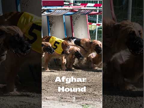 โก๏ธ๐ The 5 Fastest Dog Breeds In The World!