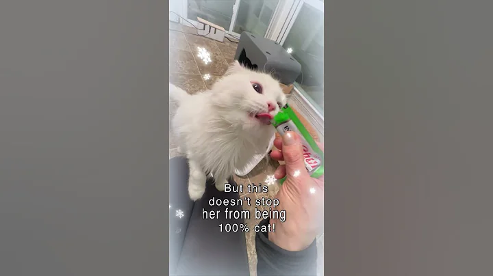 Video 6856381: turkish angora kitty, cat adorablecat