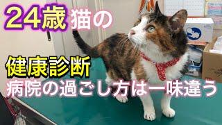 【高齢猫の健康診断】必要な血液検査項目と２４歳猫は待っている間もさすがでした。