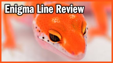 ENIGMA LEOPARD GECKO MORPH REVIEW | GECKOPIA