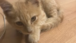 Мы нашли котёнка. Мы нашли котёнка.