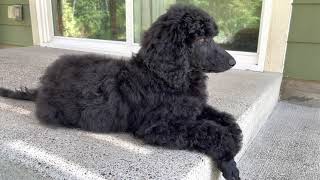 STANDARD POODLE GAL PAL PUPPY RUTH FROM PUGET SOUND STANDARD POODLES by Puget Sound Standard Poodles 366 views 2 years ago 1 minute, 40 seconds