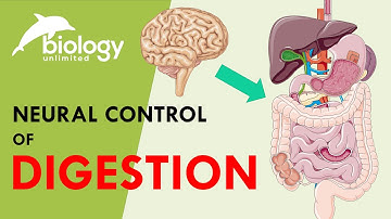 Neural Control of Digestion | Role of nervous system in digestion
